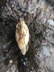 Hiatella arctica