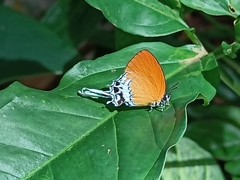 Eooxylides tharis distanti