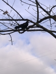 Corvus frugilegus