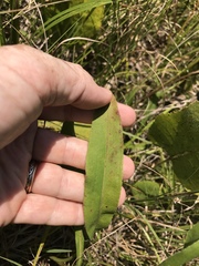 Solidago rigida glabrata