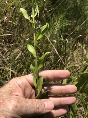 Solidago rigida glabrata