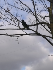 Corvus frugilegus