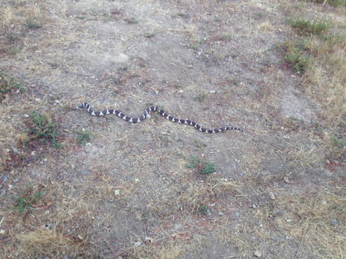 iNaturalist observation photo of California King Snake
