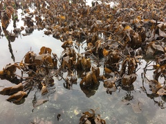 Laminariaceae