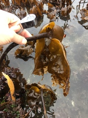 Laminariaceae