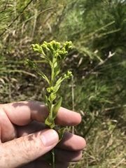 Solidago rigida glabrata