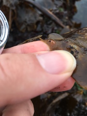 Patellogastropoda