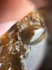 Patellogastropoda