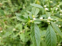 Alternanthera bettzickiana