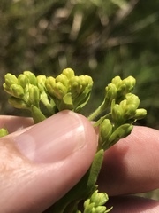 Solidago rigida glabrata