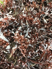 Chondrus