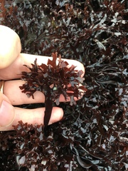 Chondrus