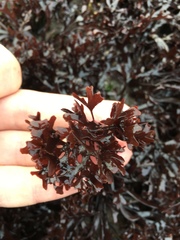 Chondrus