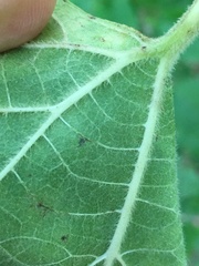 Aristolochia tomentosa
