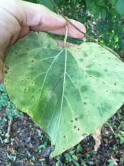 Aristolochia tomentosa