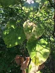 Aristolochia tomentosa