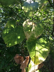 Aristolochia tomentosa