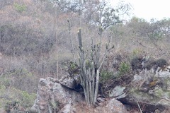 Browningia microsperma