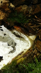 Dryomyzidae
