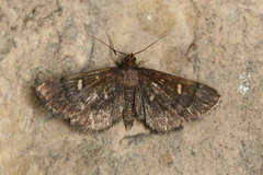 Dolicharthria stigmosalis