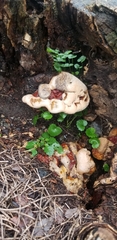 Fungi