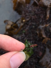Gastropoda