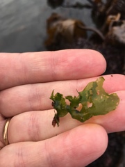 Gastropoda