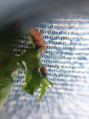 Gastropoda