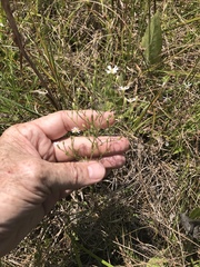 Symphyotrichum depauperatum