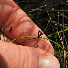 Scleria verticillata
