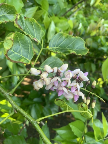 Pongamia pinnata image