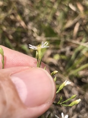 Symphyotrichum depauperatum