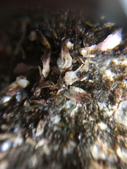Bivalvia