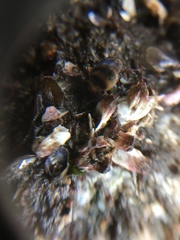 Bivalvia
