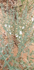 Teucrium racemosum