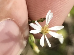 Symphyotrichum depauperatum