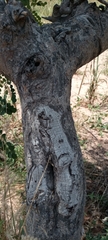 Sclerocarya birrea