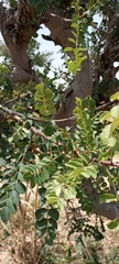 Sclerocarya birrea