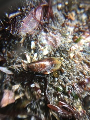 Mytilidae