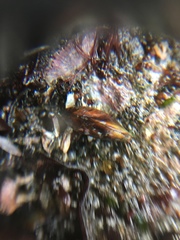 Mytilidae