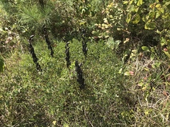 Baptisia australis aberrans