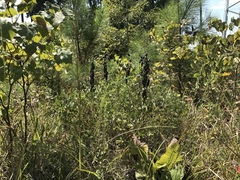 Baptisia australis aberrans