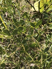Baptisia australis aberrans