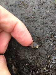 Muricidae