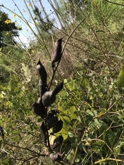 Baptisia australis aberrans