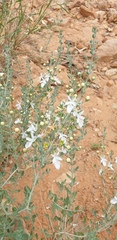 Teucrium racemosum