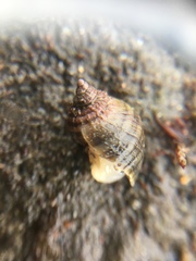 Muricidae
