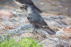 Corvus monedula