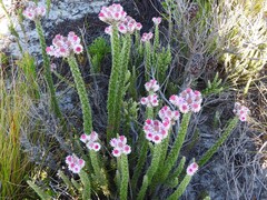 Lachnospermum umbellatum
