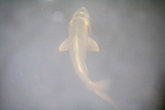 Cyprinus